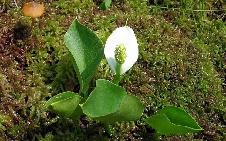 Calla di palude