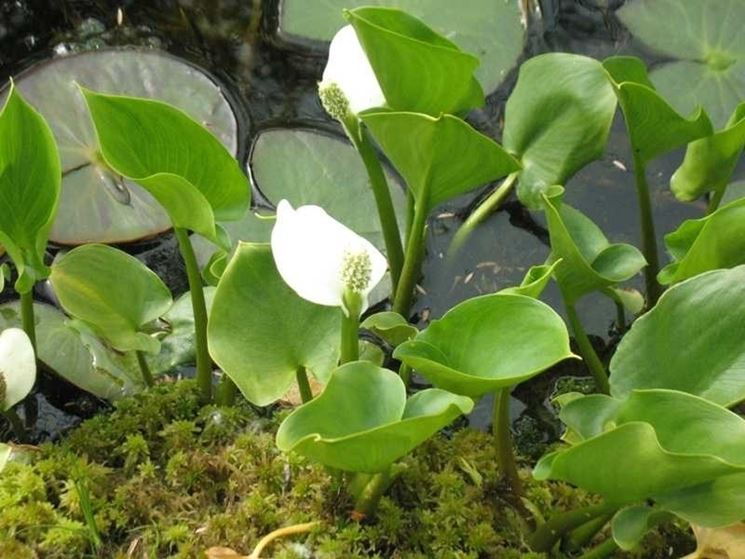 calla di palude