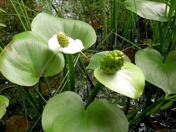 calla palustris