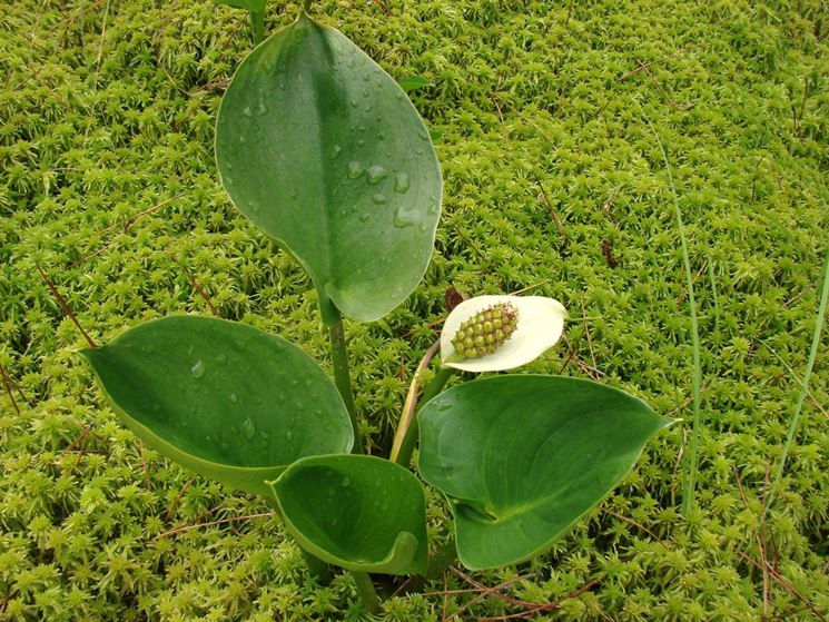 Calla palustris