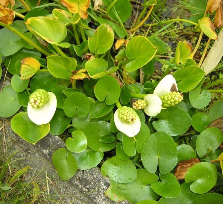 Fiori calla palustris