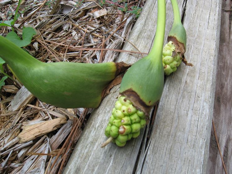 Frutti calla palustris