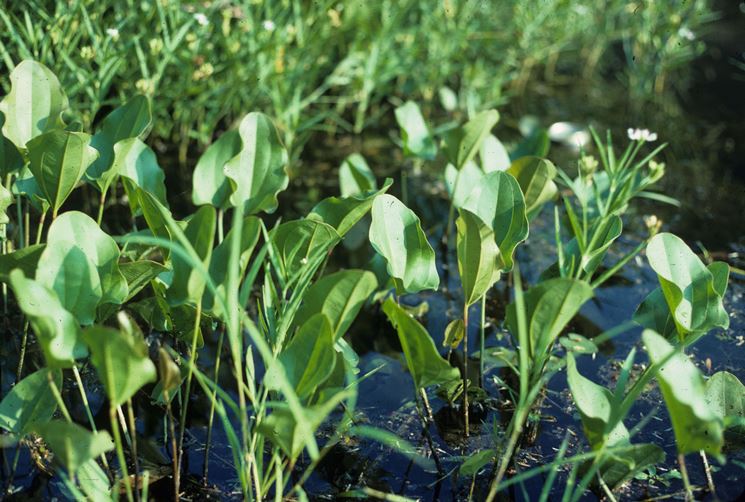 Echinodorus