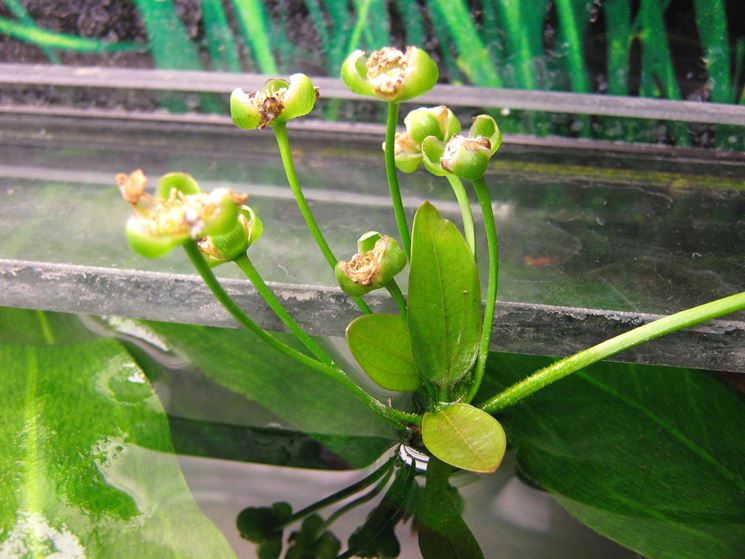 Echinodorus