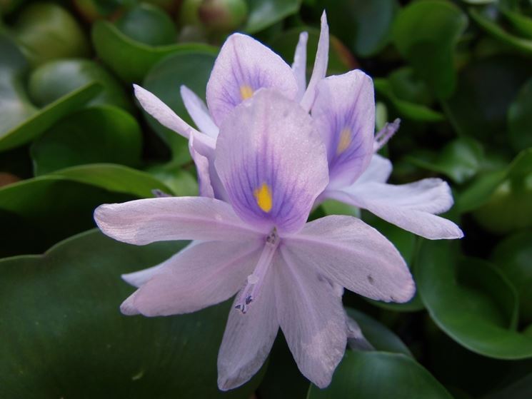 eichhornia