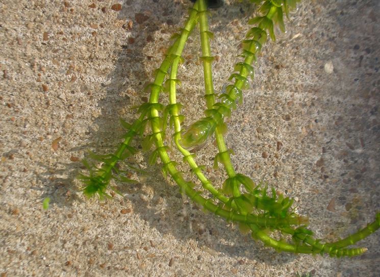 elodea