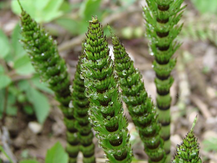 equisetum hym