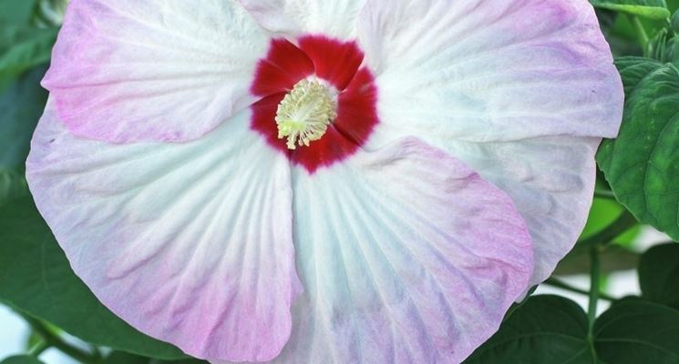 hibiscus moscheutos