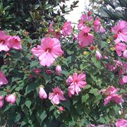 hibiscus palustris