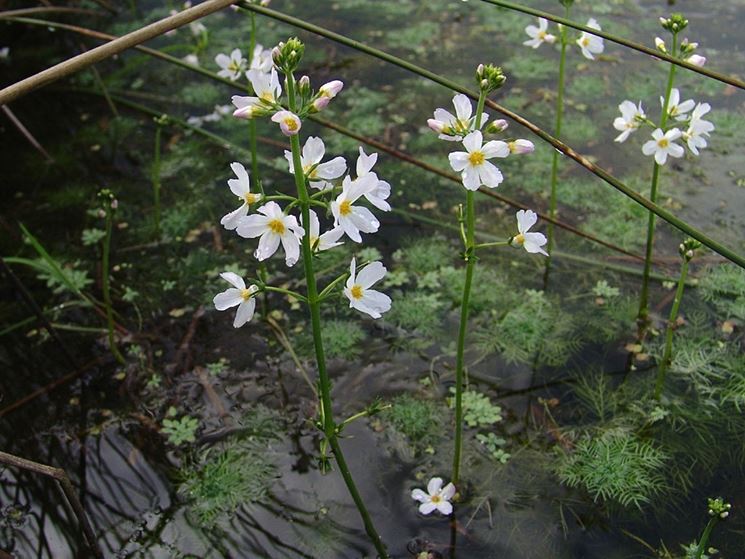 scopa d'acqua