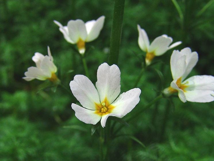 fiori hottonia