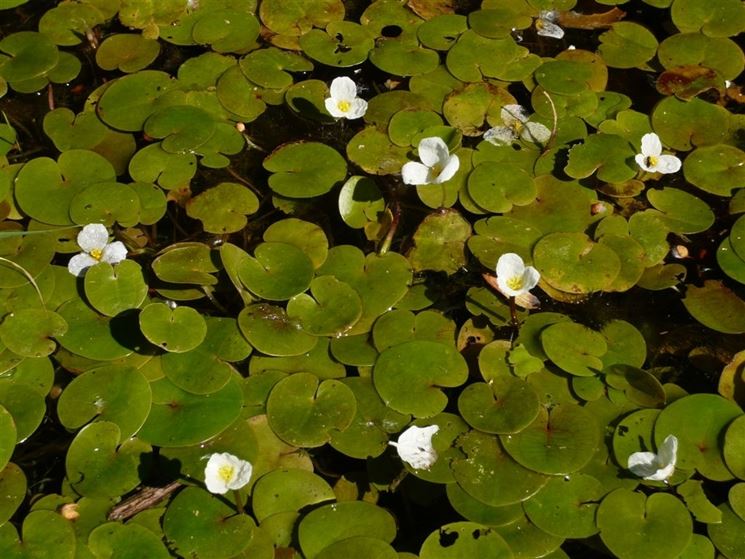 Vaso Portafiori Appendibile A Forma Di Rana - Decorazione In Resina Per Giardino, Balcone, Acquario E Laghetto - Simpatica Statuetta Per Amanti Del Giardino
