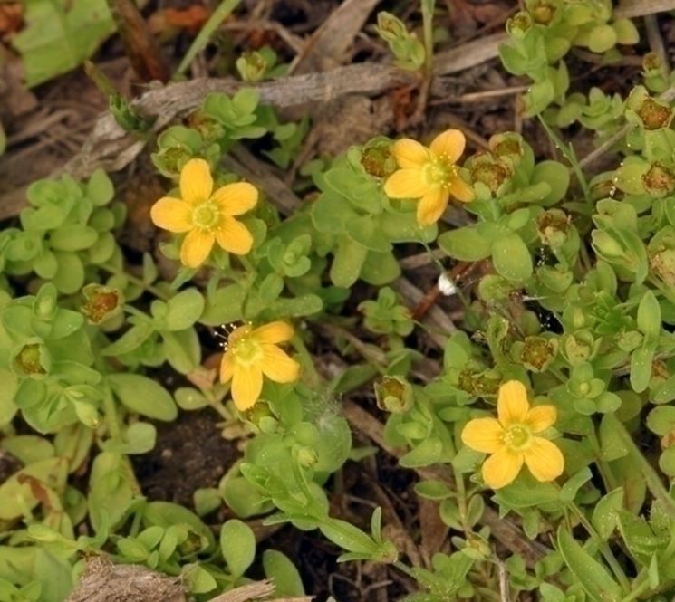 Piante Acquatiche A Fiore Giallo