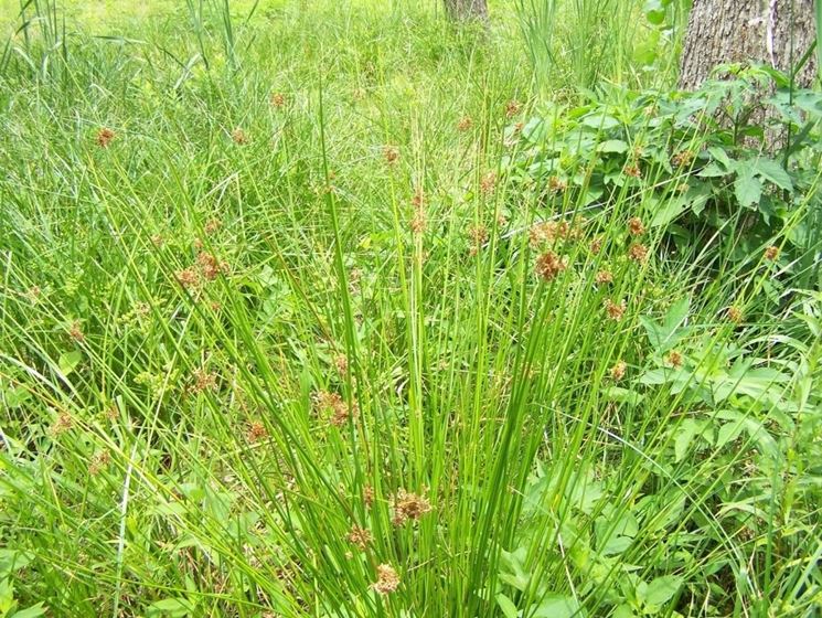 juncus effusus