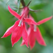 lobelia cardinalis