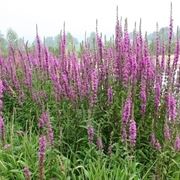 salicaria