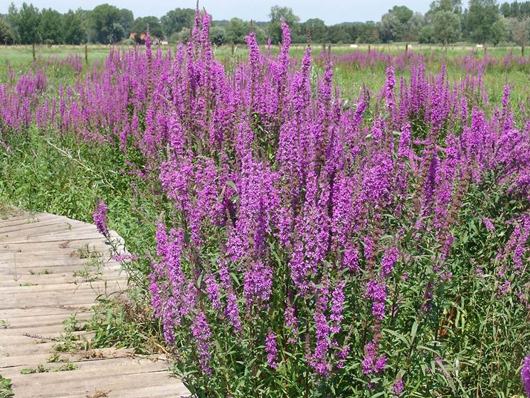 salicaria