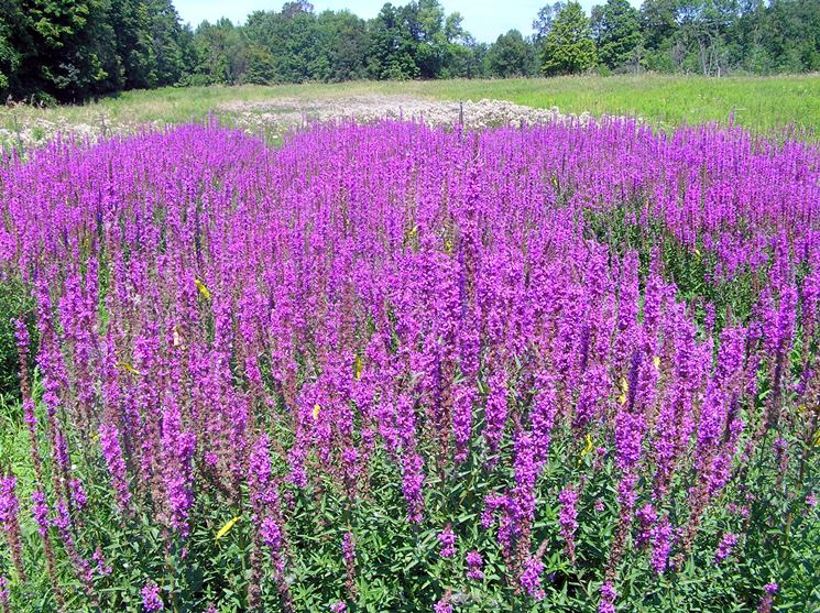 lythrium salicaria