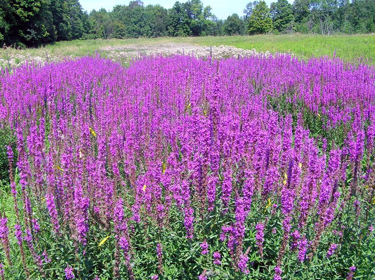 lythrium salicaria