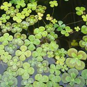 Marsilea