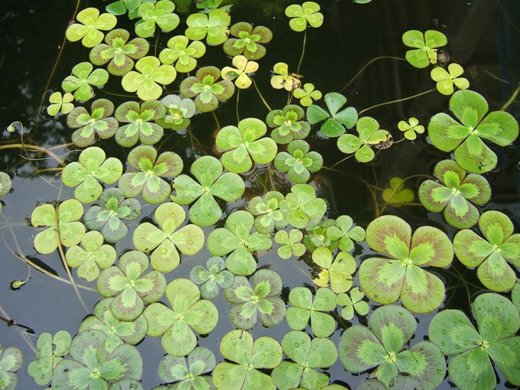 Marsilea