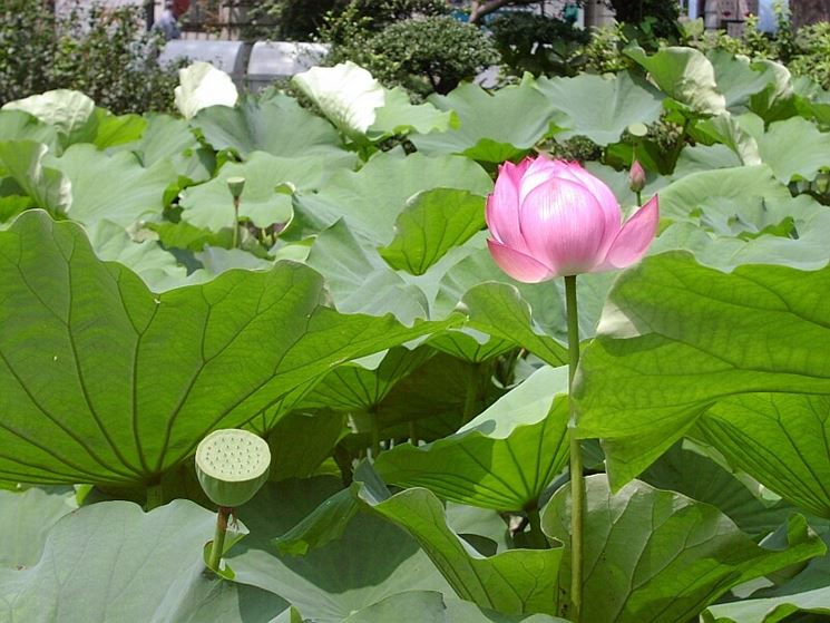 nelumbo