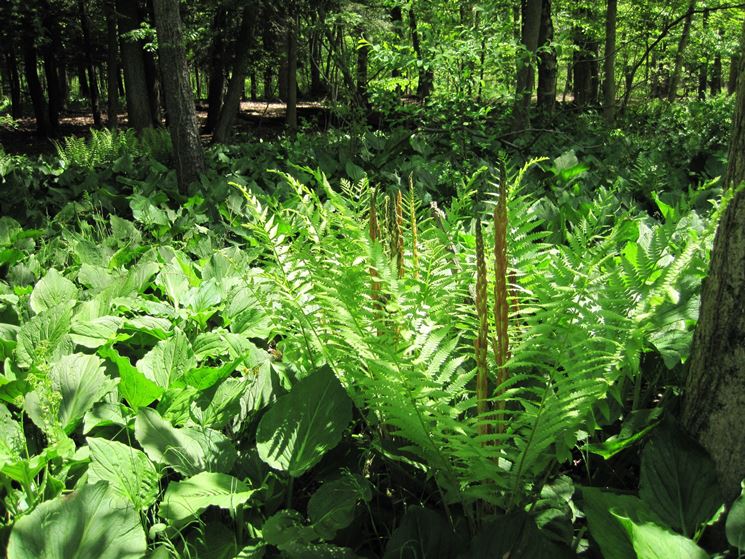 osmunda cinnamomea