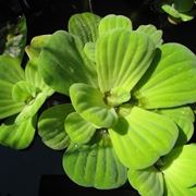 Pistia