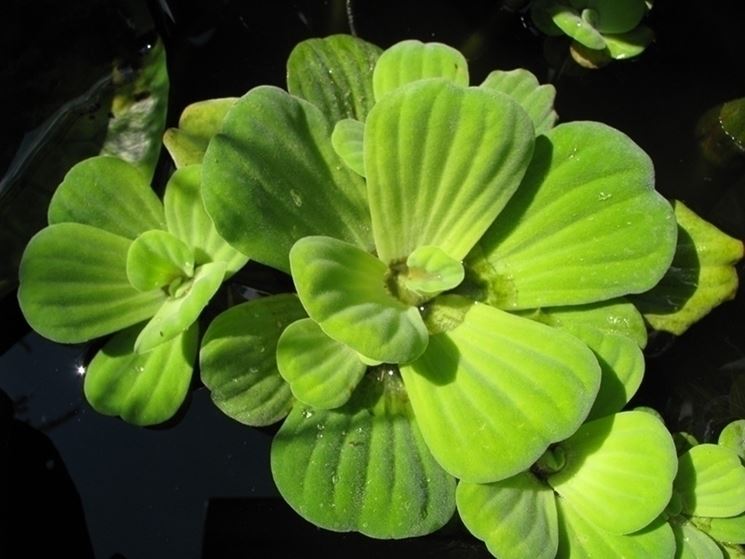 Pistia