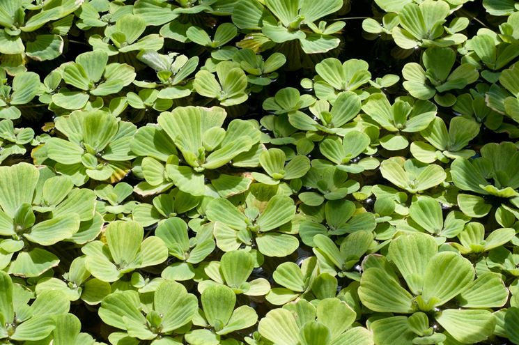 Pistia