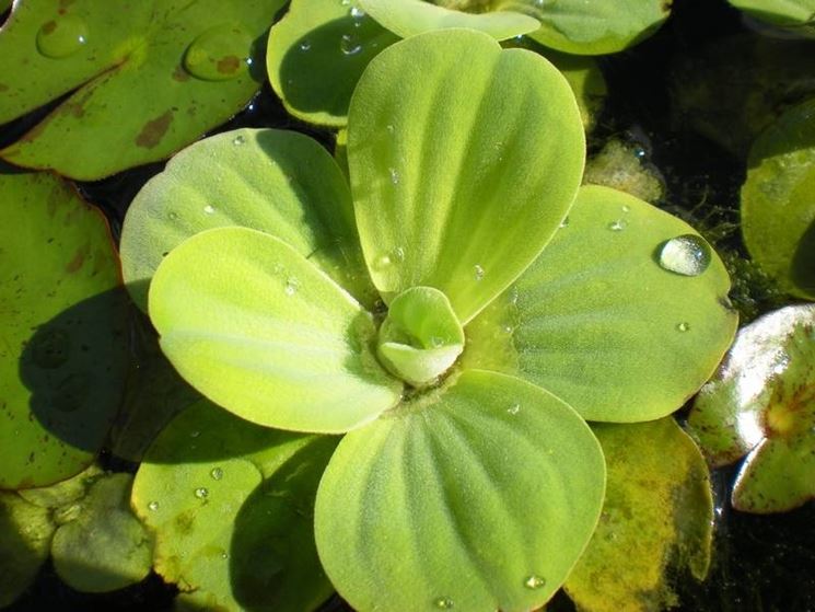 pistia