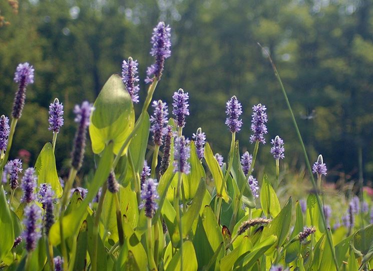 Pontederia