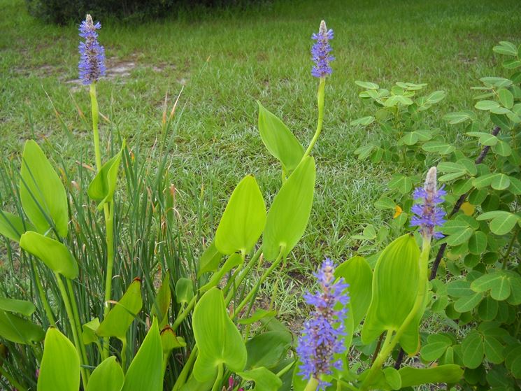 pontederia