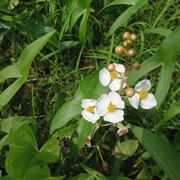 Sagittaria gigante