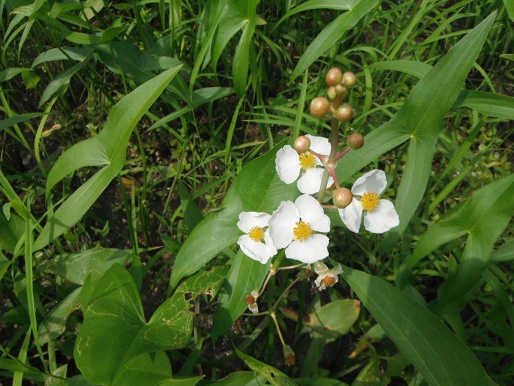 Sagittaria gigante