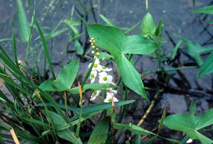 Sagittaria latifolia