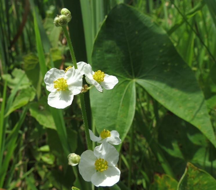 sagittaria latifolia