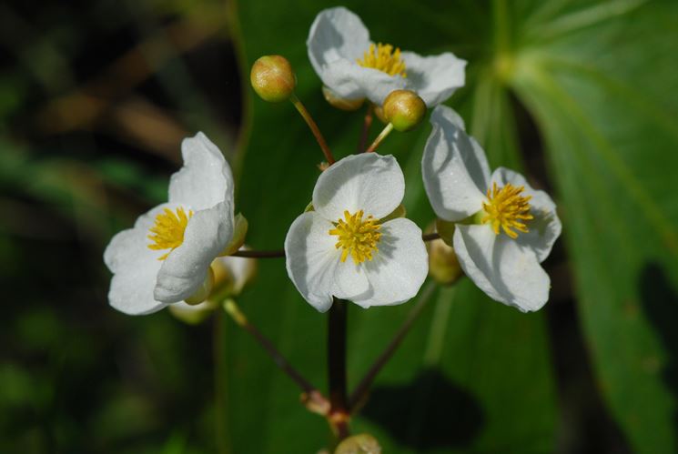 sagittaria gigante