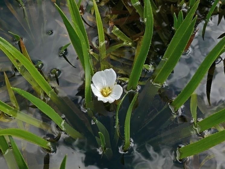 Stiletti d'acqua