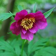 peonia