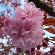 fiore di pianta