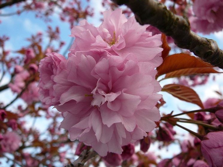 fiore di pianta