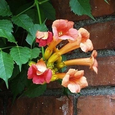 campsis radicans