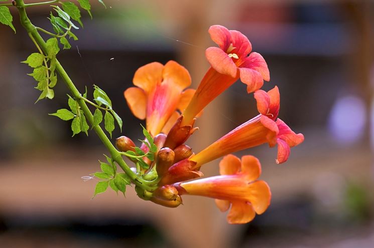 bignonia fiori