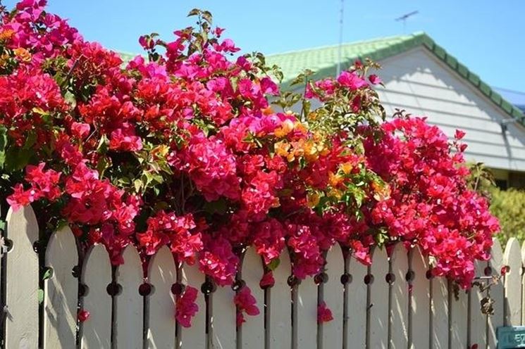 Bougainville