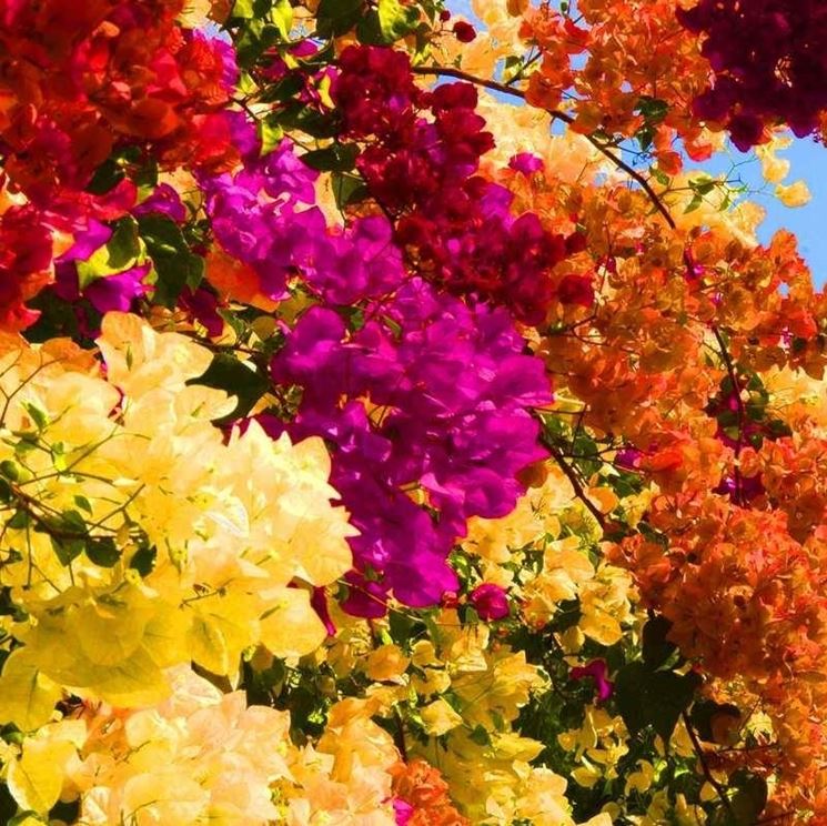 Bougainville