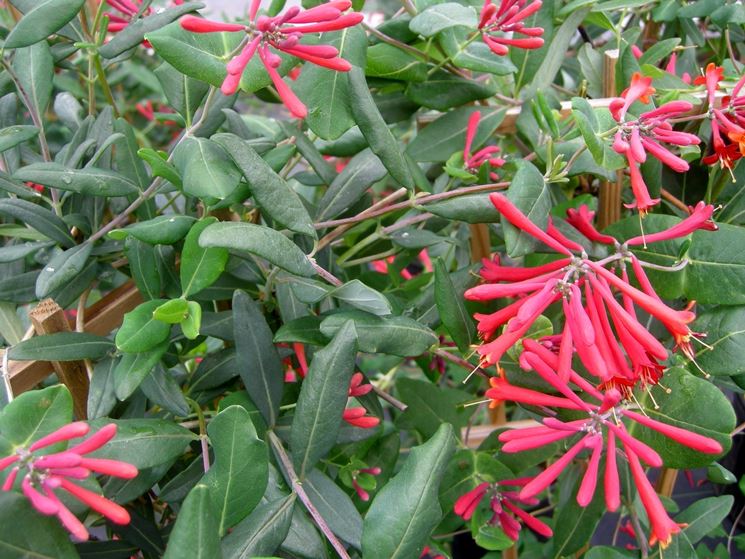 caprifoglio