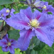 Clematis