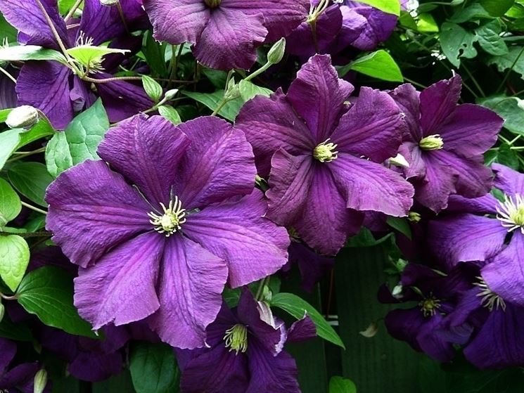 Messa a dimora clematis