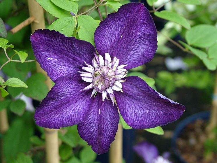 Concimazione clematis